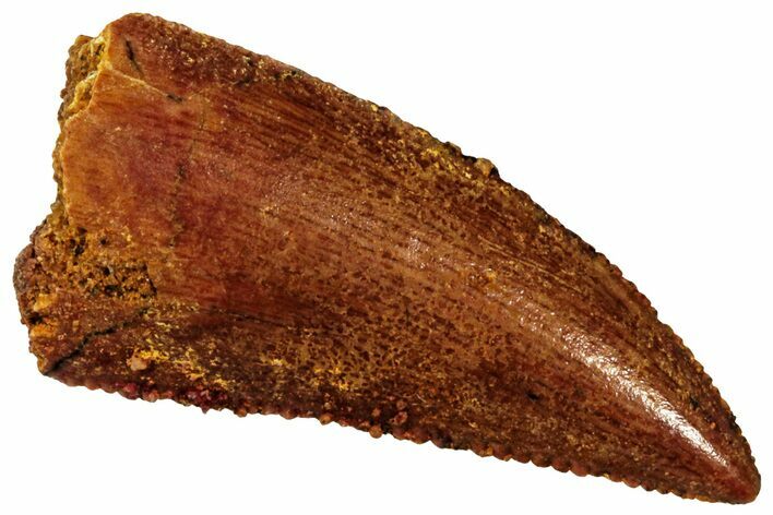 Serrated, Raptor Tooth - Real Dinosaur Tooth #296194